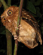 Serendib Scops Owl