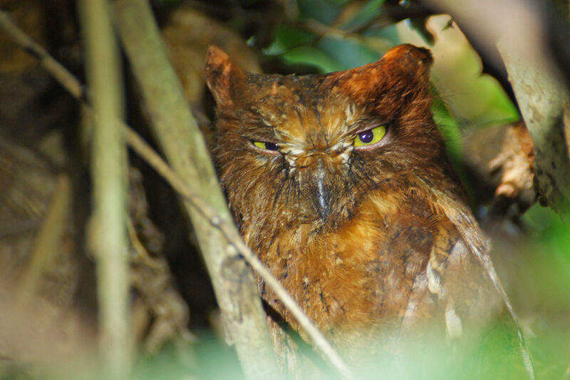 Rainforest Scops Owl