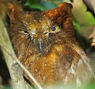 Rainforest Scops Owl