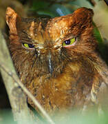 Rainforest Scops Owl