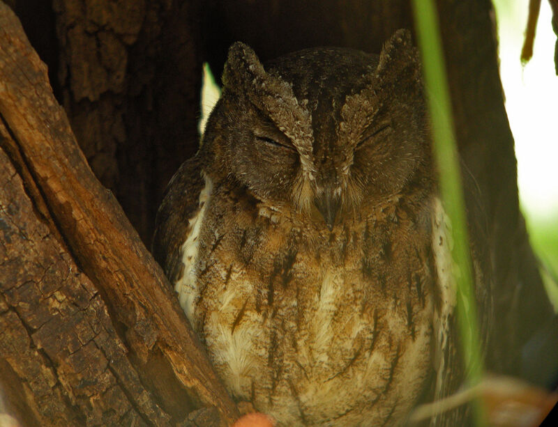 Torotoroka Scops Owl