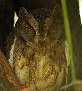 Torotoroka Scops Owl