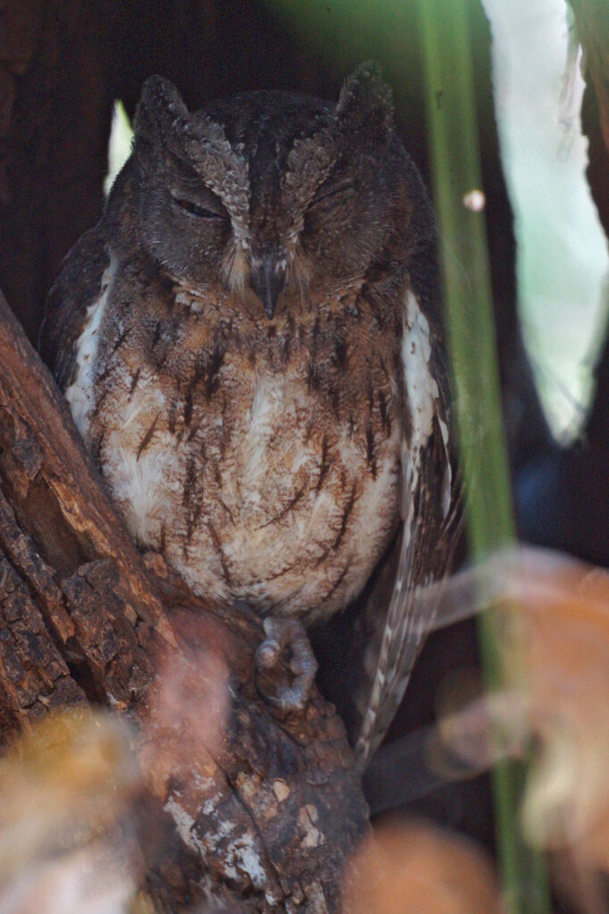 Torotoroka Scops Owl