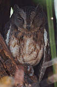 Torotoroka Scops Owl