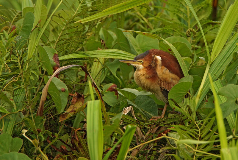 Least Bittern