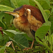 Least Bittern