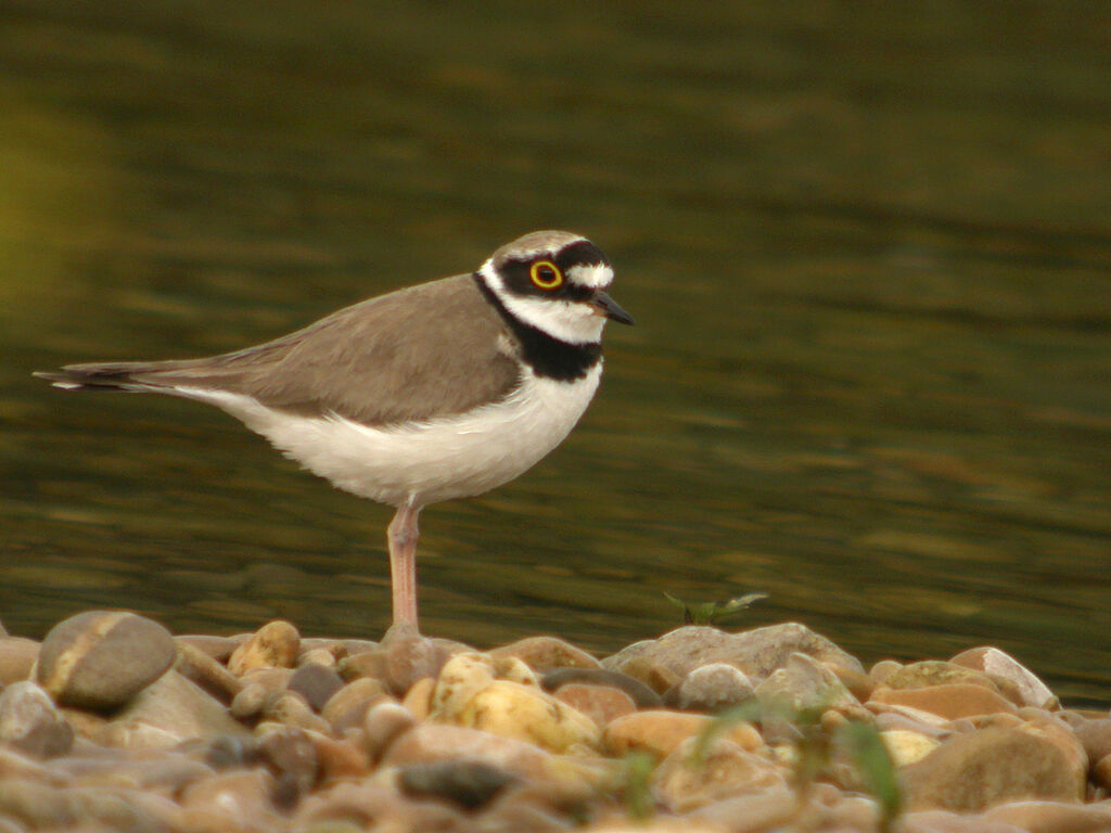 Little Ringed Plover