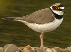 Little Ringed Plover