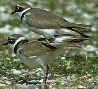 Little Ringed Plover