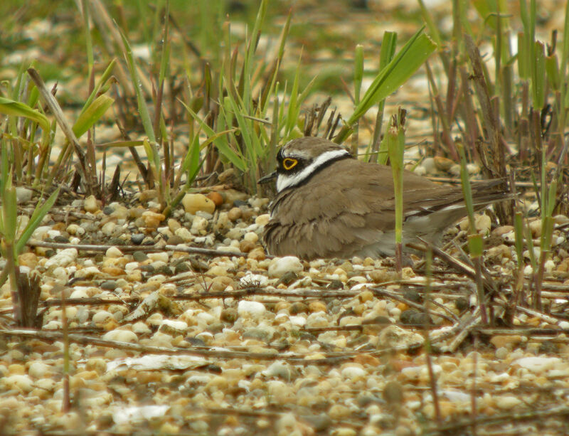 Little Ringed Plover