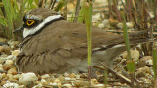 Little Ringed Plover