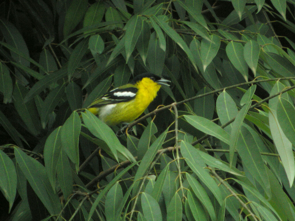 Common Iora