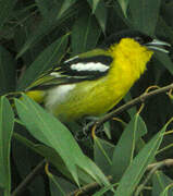 Common Iora