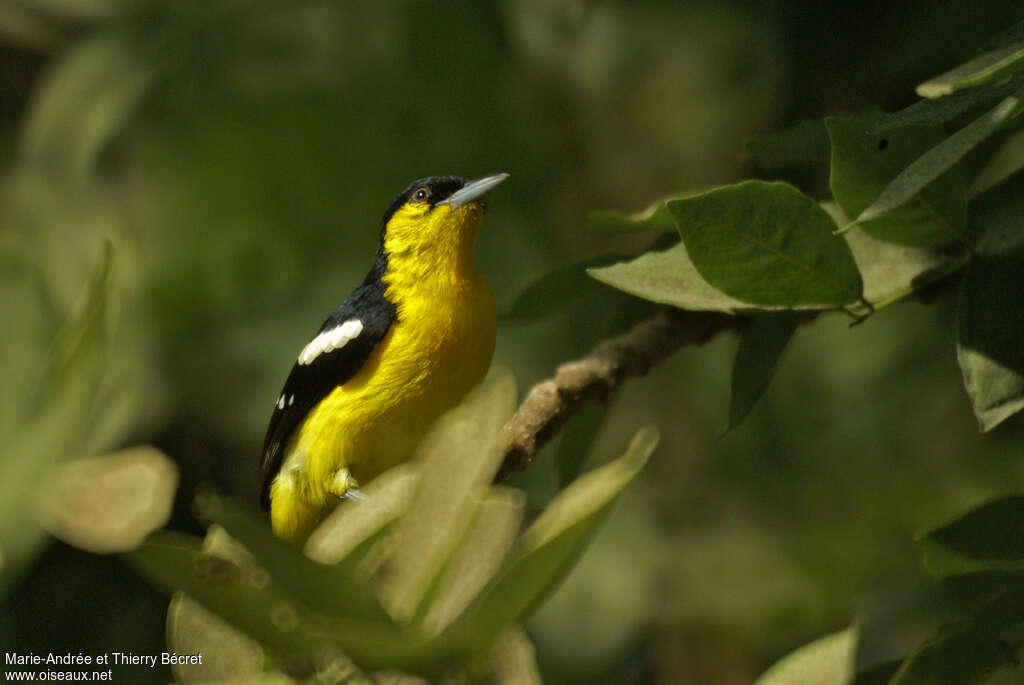 Common Iora