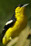 Common Iora