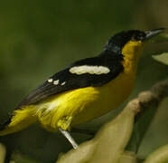 Common Iora