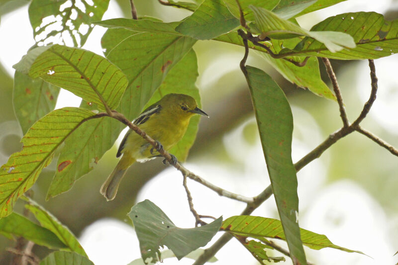 Common Iora