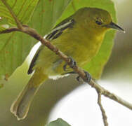 Common Iora