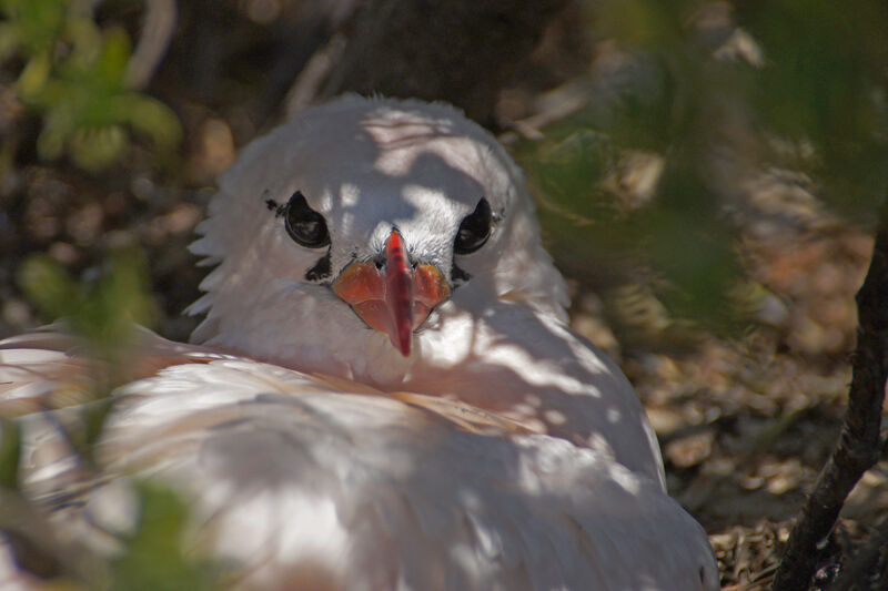 Phaéton à brins rougesadulte