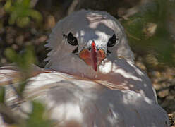 Red-tailed Tropicbird