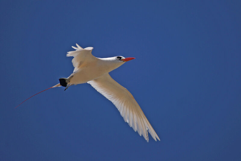 Red-tailed Tropicbird