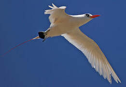 Red-tailed Tropicbird