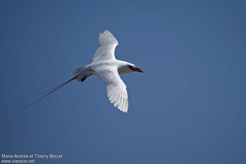 Red-tailed Tropicbird, identification