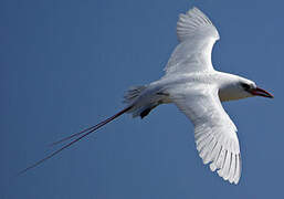 Red-tailed Tropicbird