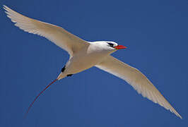 Red-tailed Tropicbird