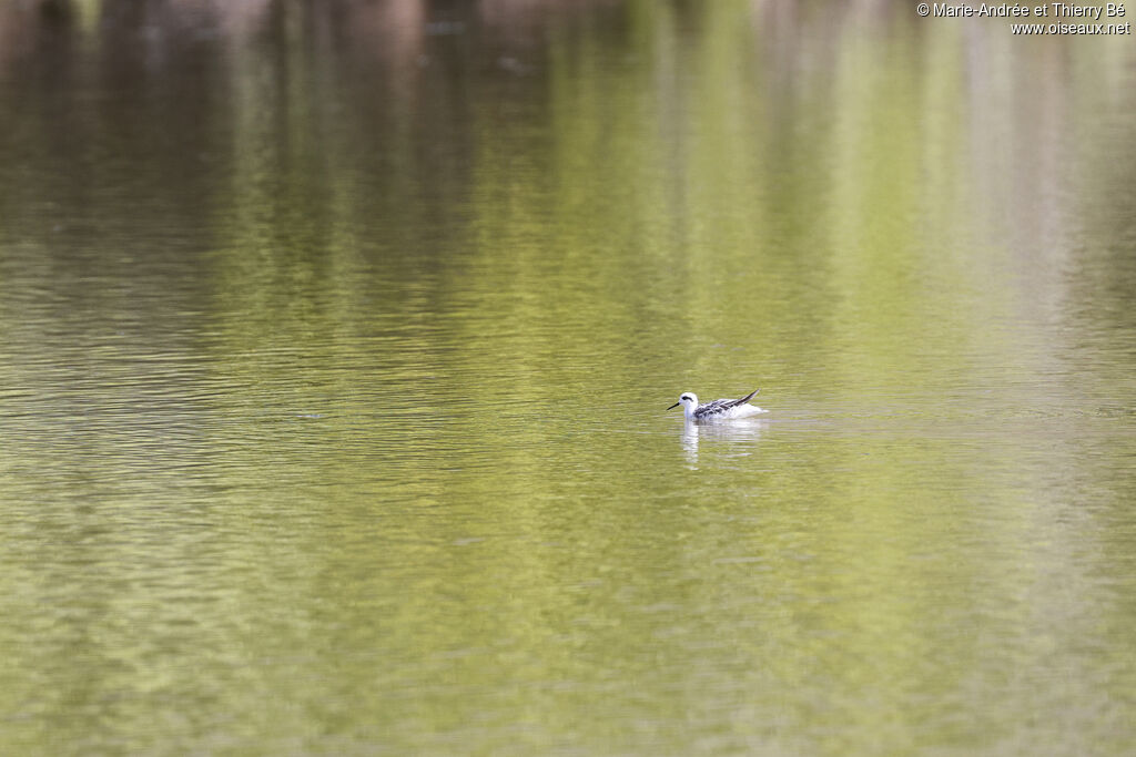 Phalarope de Wilson