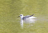 Phalarope de Wilson