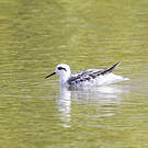 Phalarope de Wilson