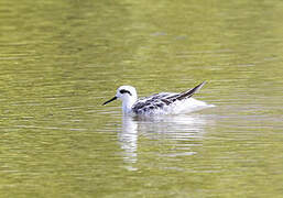 Wilson's Phalarope