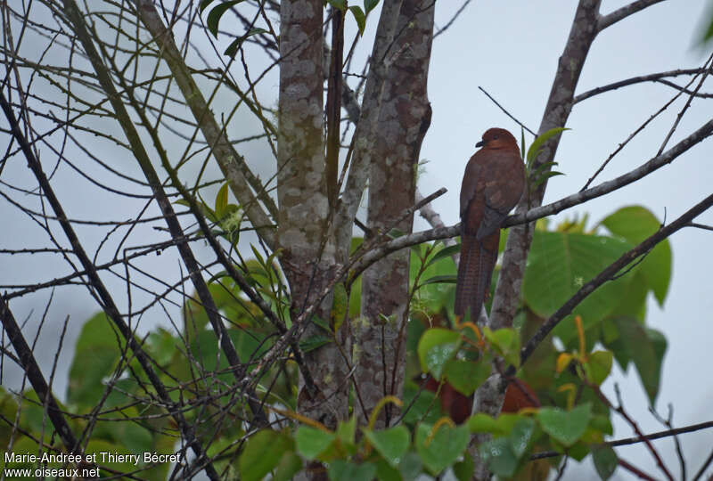 Bar-tailed Cuckoo-Dove