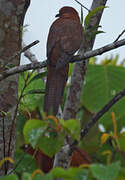 Bar-tailed Cuckoo-Dove