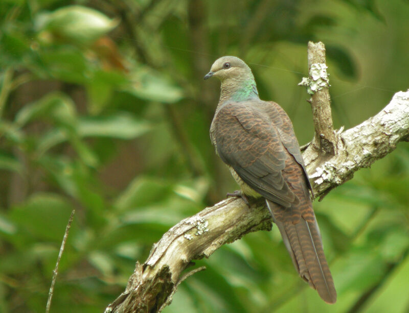 Barred Cuckoo-Doveadult