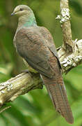 Barred Cuckoo-Dove