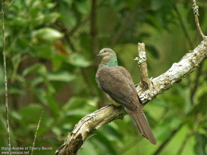 Barred Cuckoo-Doveadult