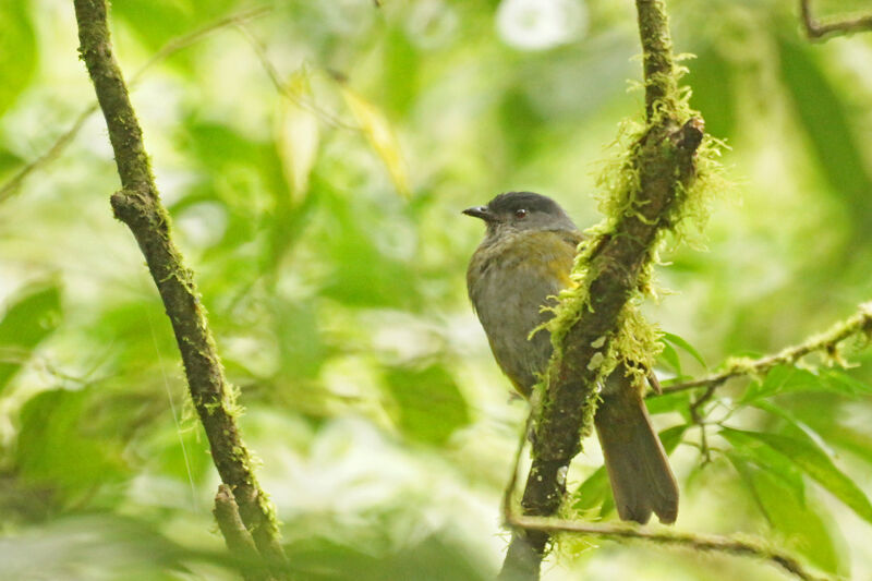 Black-and-yellow Phainoptila