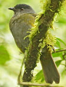 Black-and-yellow Phainoptila