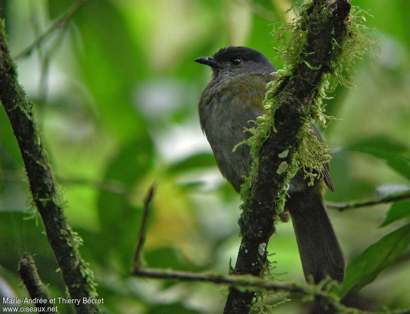 Black-and-yellow Phainoptila