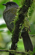 Black-and-yellow Phainoptila