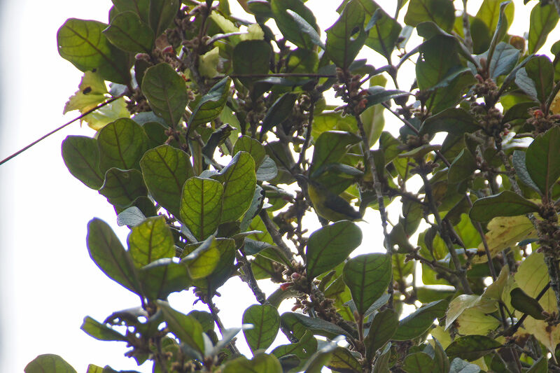 Yellow-bellied Sunbird-Asity