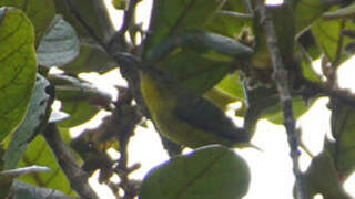 Yellow-bellied Sunbird-Asity