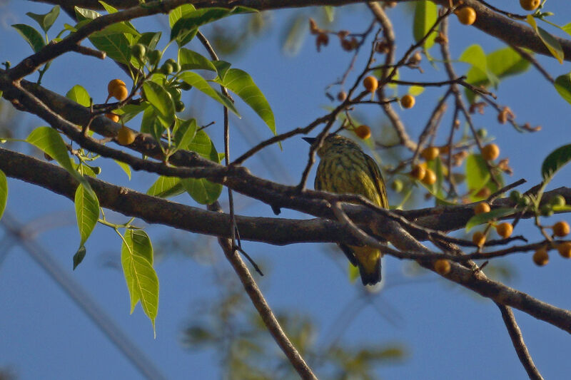 Schlegel's Asity female