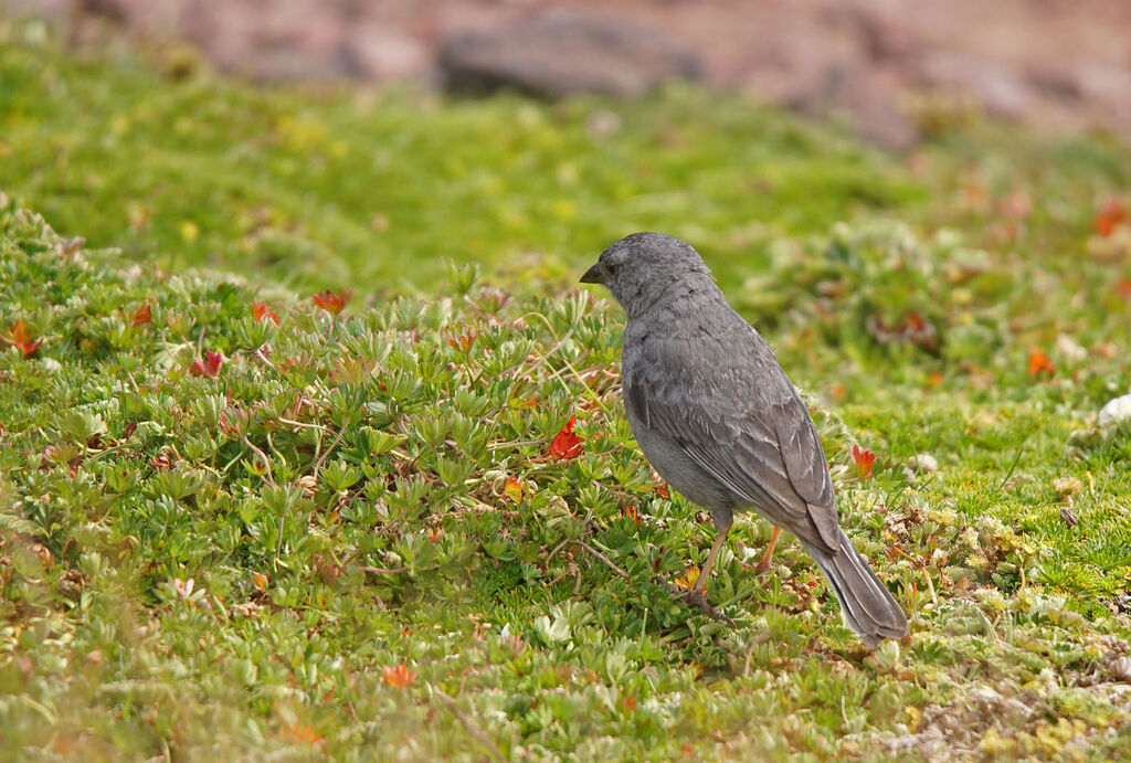 Phrygile gris-de-plomb mâle