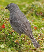 Plumbeous Sierra Finch