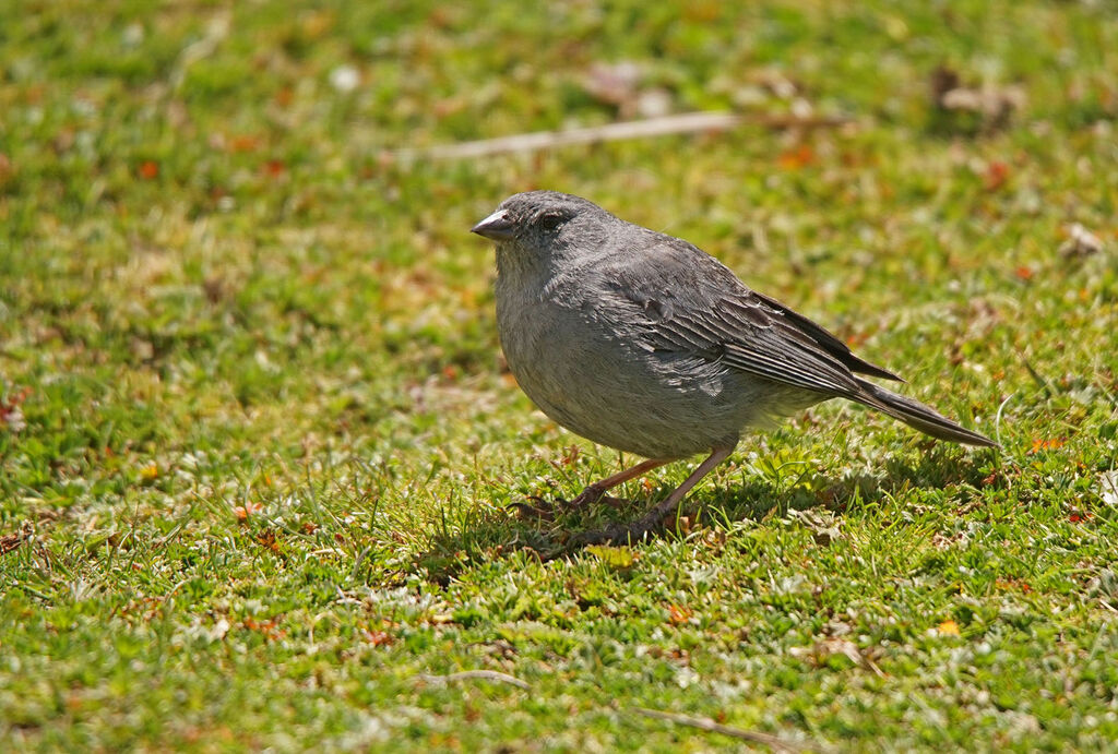 Plumbeous Sierra Finch male