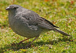 Plumbeous Sierra Finch