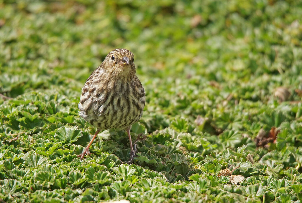 Plumbeous Sierra Finch female